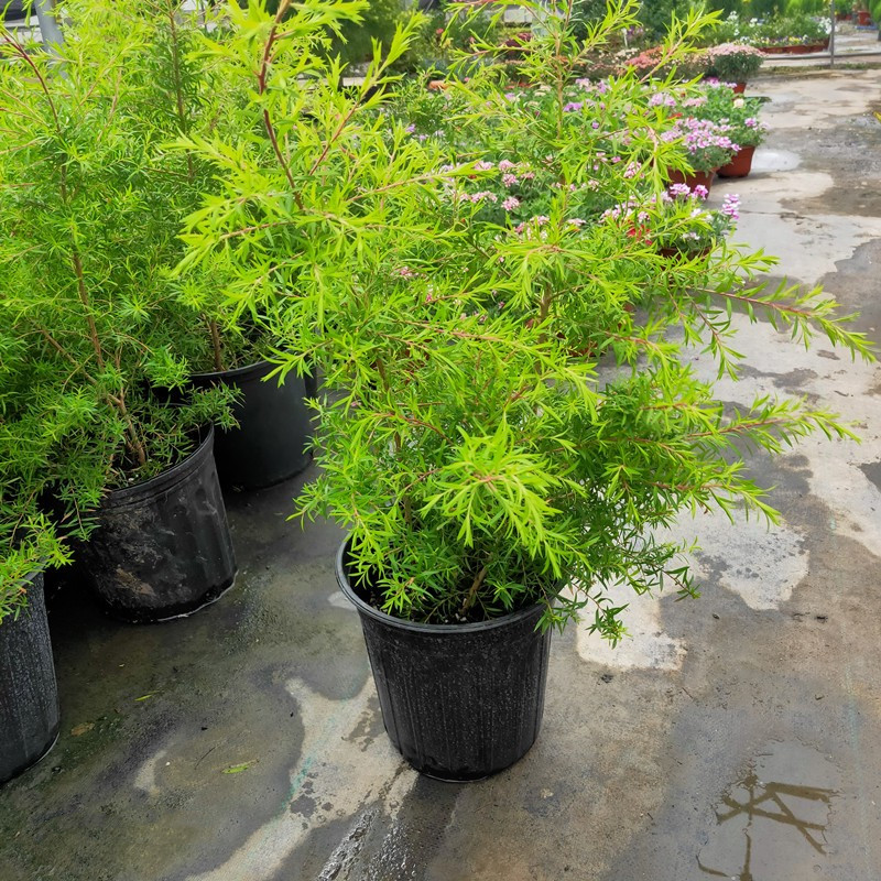 黄金香庭院绿植叶绿植盆栽观台地阳台甲醛大苗大盆绿植