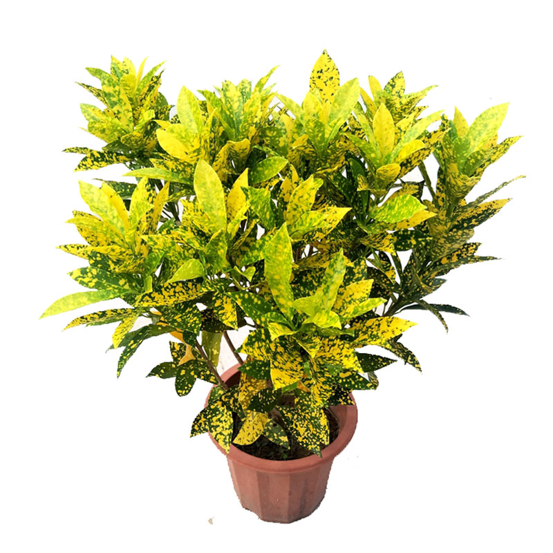 叶绿植木吸彩叶绿植净化空气观金木盆栽金树款榕其他绿植