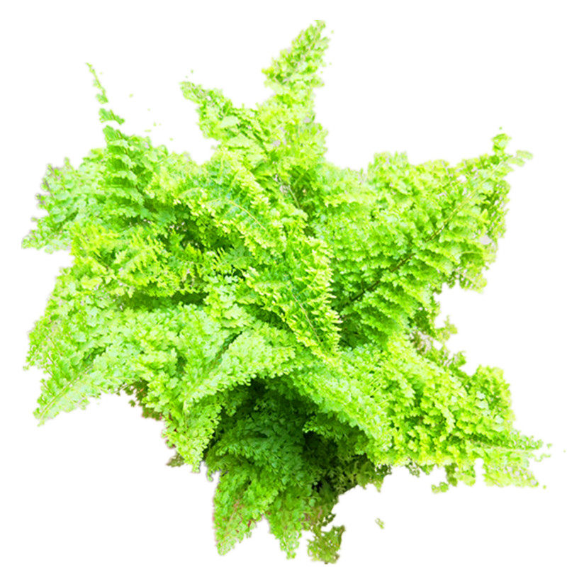 牛角新款祥瑞花卉办公桌珍珠植物室内绿植净空绿植