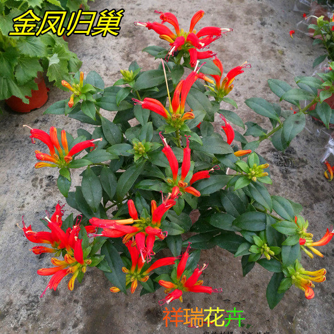 凤凰还巢又名红鲸鱼火凤凰金鱼花庭院阳台盆栽植物带花满额包邮