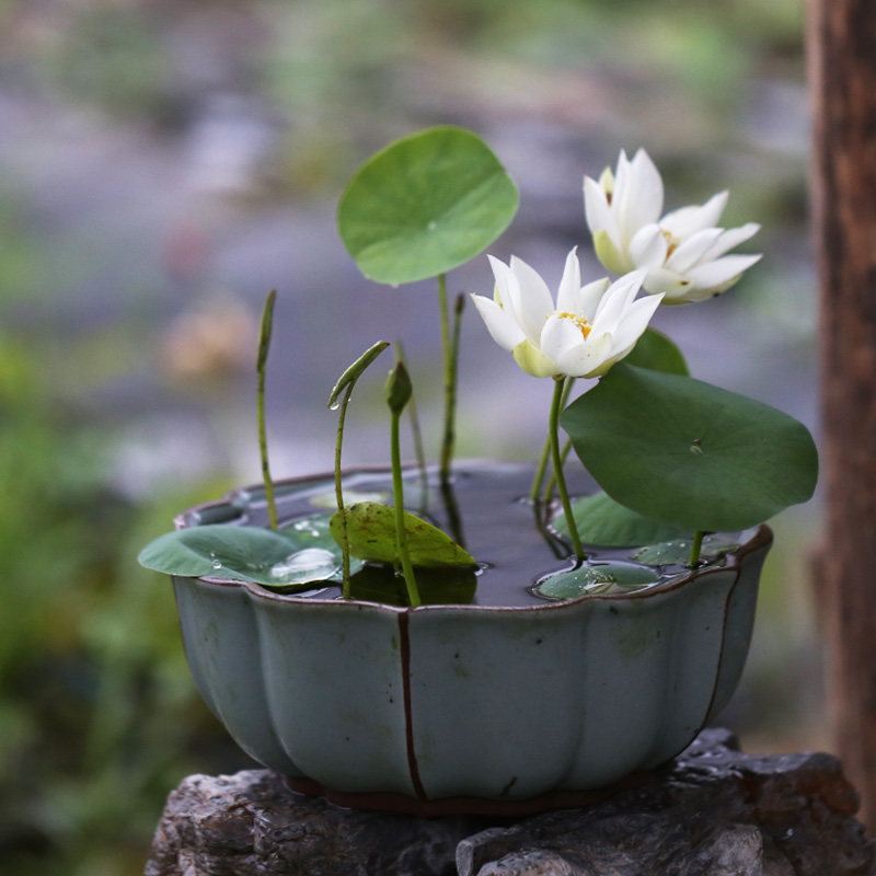 香微园艺四季微型碗莲种藕花花苗荷花种子水培花卉