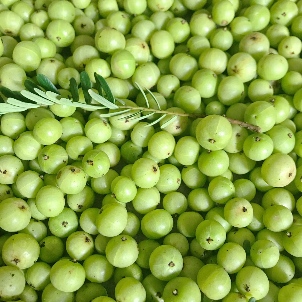 翠绿新鲜采摘油甘余甘果牛果滇橄榄果余回甘橄榄