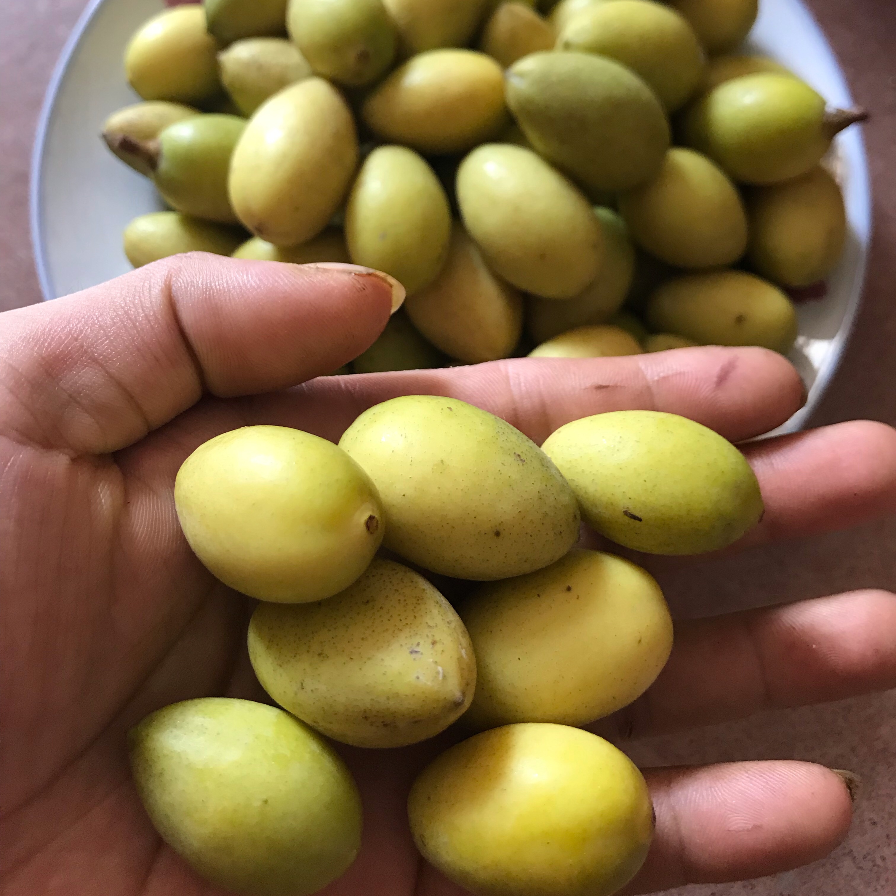 新鲜黄榄青橄榄檀香回甘黄皮橄榄果生橄榄青果孕妇清胎毒水果500g