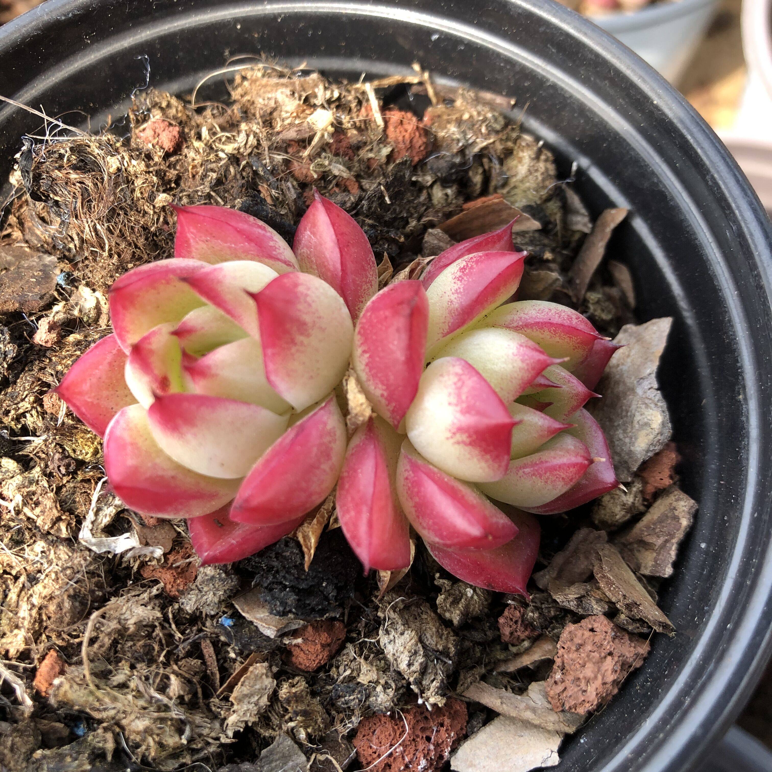 血滴子多肉植物tp缀化办公室盆栽组合迷你肉肉带血斑贵货罗西玛