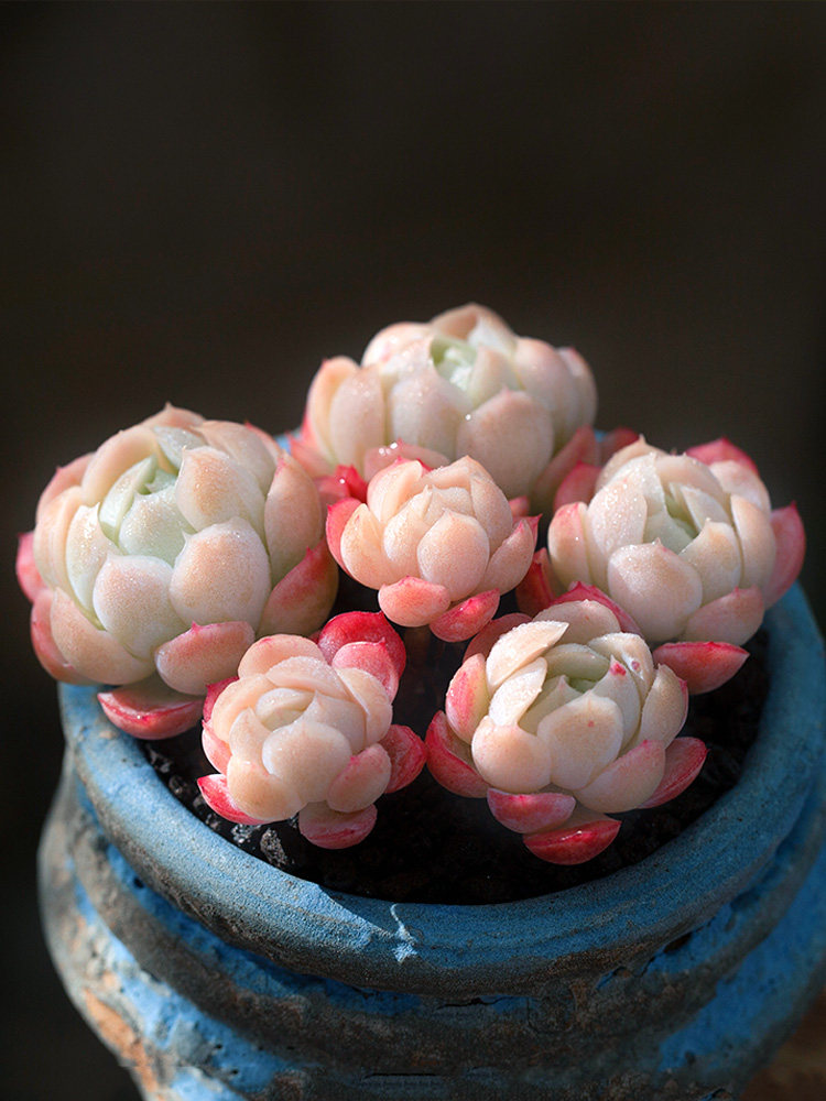 贝瑞双子瑞多植物群生奶油萌肉组合盆栽绿植多肉植物