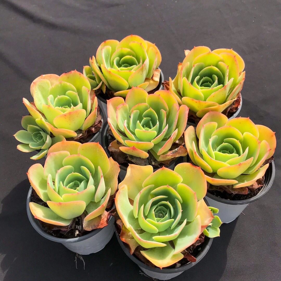 多肉植物林杰安娜肉肉新版小红红衣群生老桩多肉植物