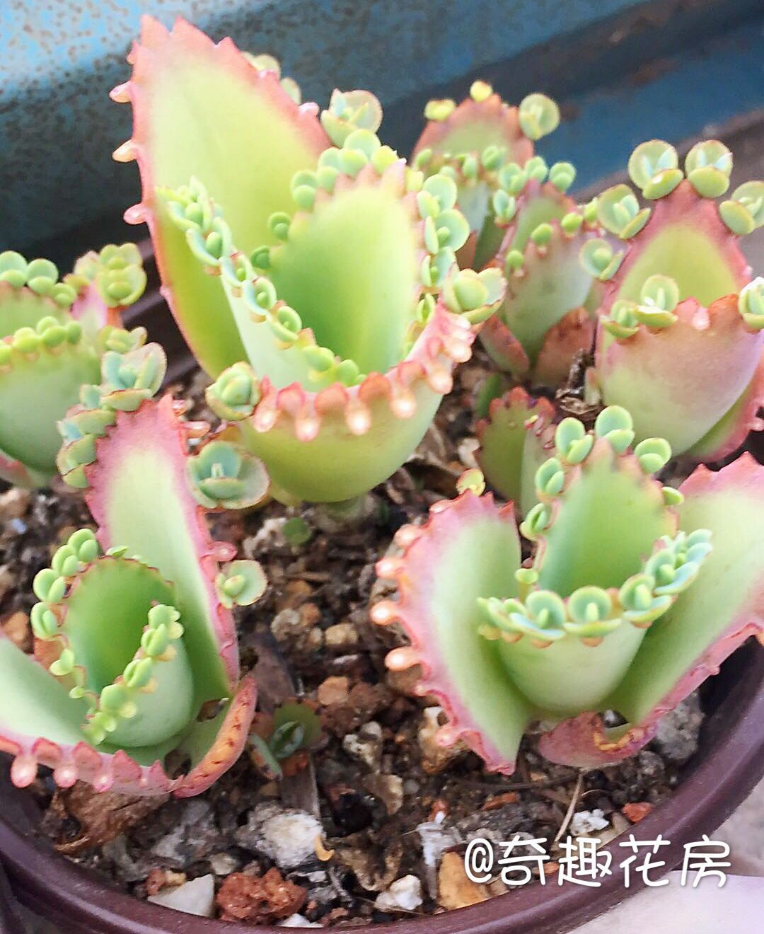 不死鸟锦落地生根多肉植物多肉组合盆栽办公室内植物绿植创意花卉