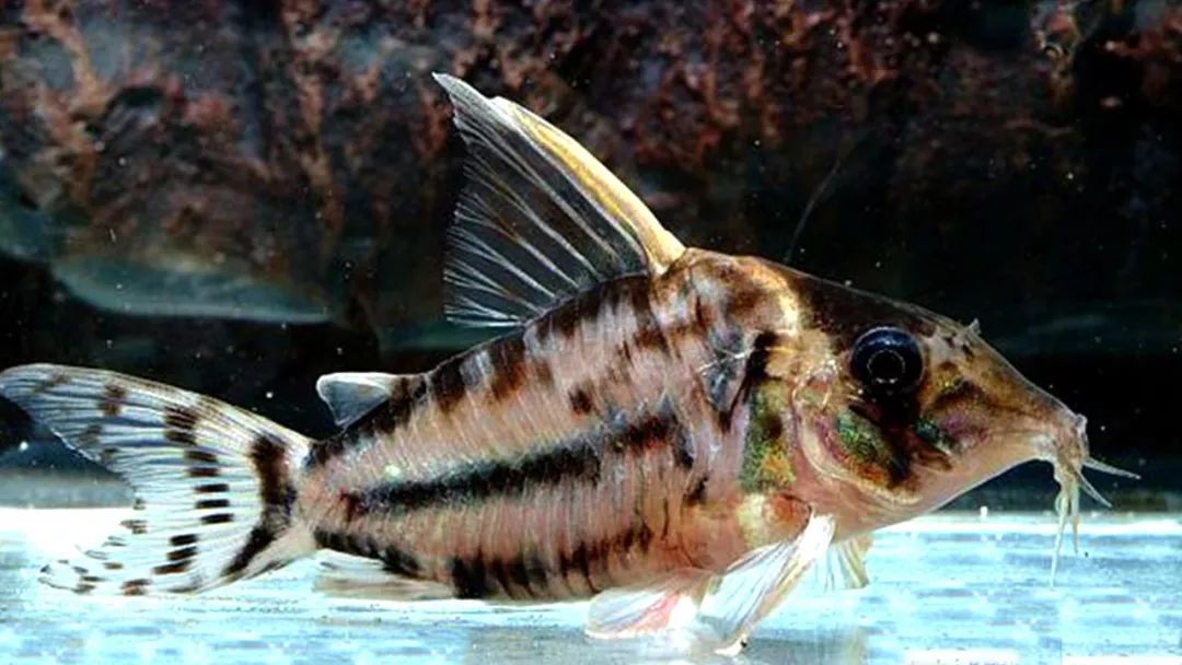 高端鼠鱼佛利利率山猪星辰超级二线红帆舒亚鱼