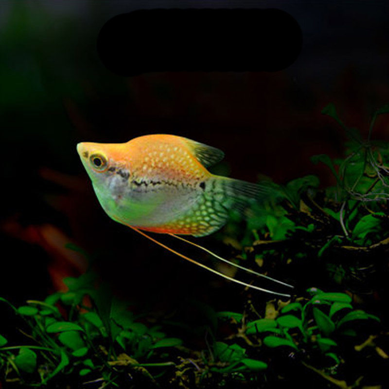 蓝曼龙鱼蛋白白虫五彩丽丽珍珠黄金金马甲球鱼鱼