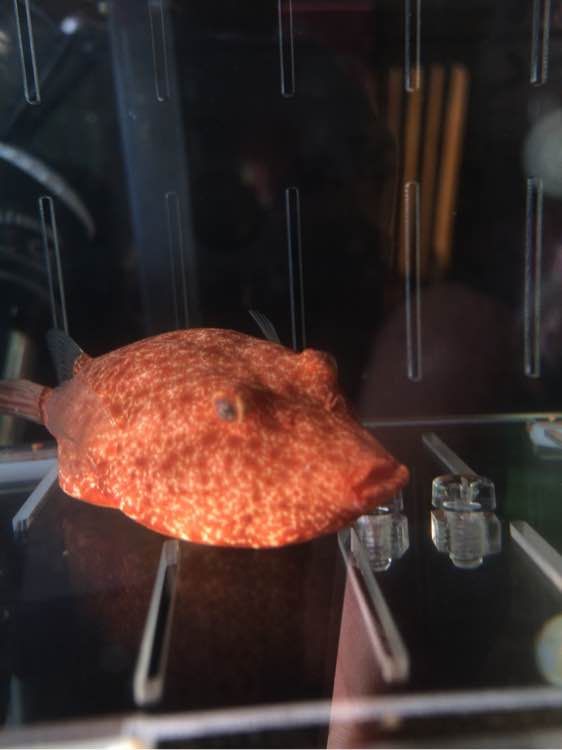 红木瓜狗头淡水河豚观赏鱼热带鱼宠物水族刺豚鱼活体