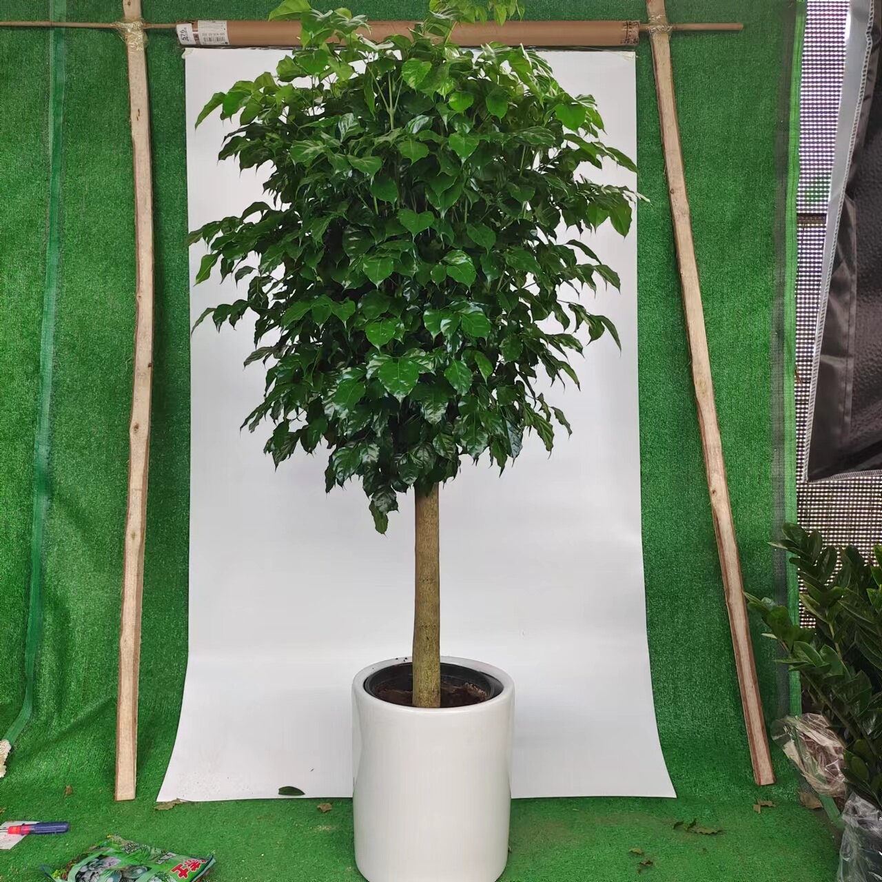 粗杆老桩幸福树室内客厅接待前台办公室进化空气大型绿植