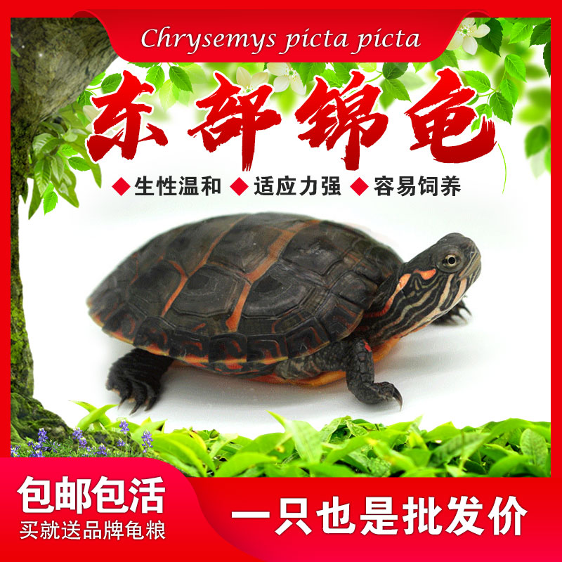 东锦东部龟苗深水小乌龟西锦南锦龟活玩具具体龟