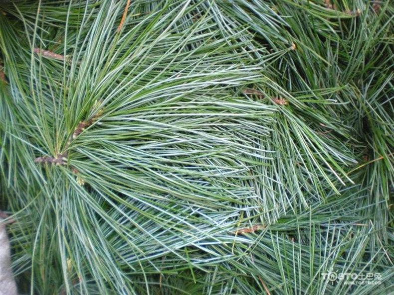 饱和松针纯露500m收缩毛孔补水平衡水油黑头净化皮肤闭合粉刺包邮