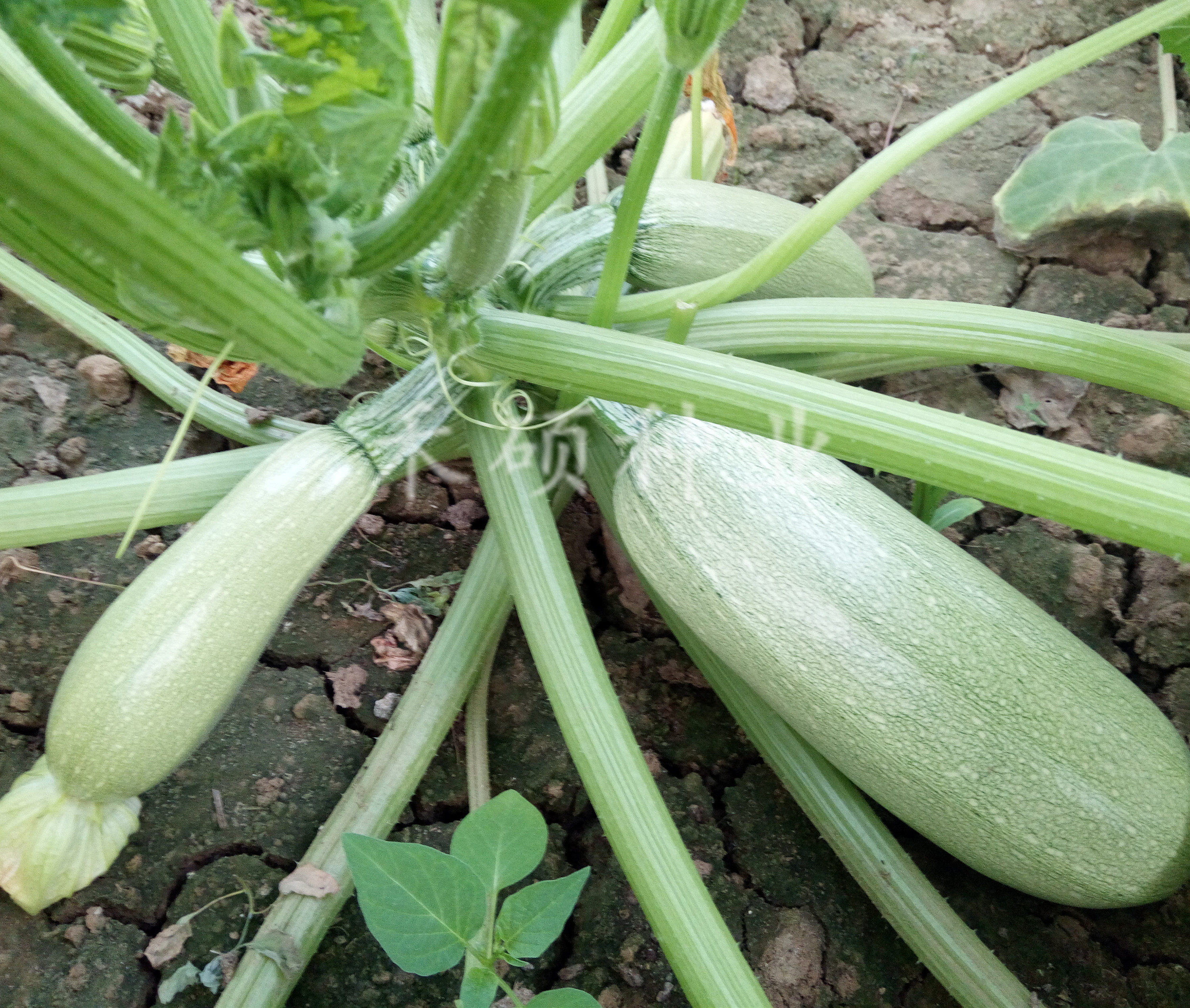 首页 痛风淘宝      西葫芦种子孑进口油瓜高产绿皮耐热抗白粉病毒
