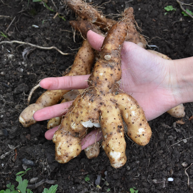 姜薯潮汕煲汤爽口清爽小吃汤小吃作甜姜茨薯大溪其它