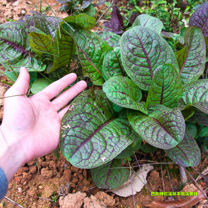 湖北恩施野生植物中草药金不换人参三七田种子种子常绿其他药食同源