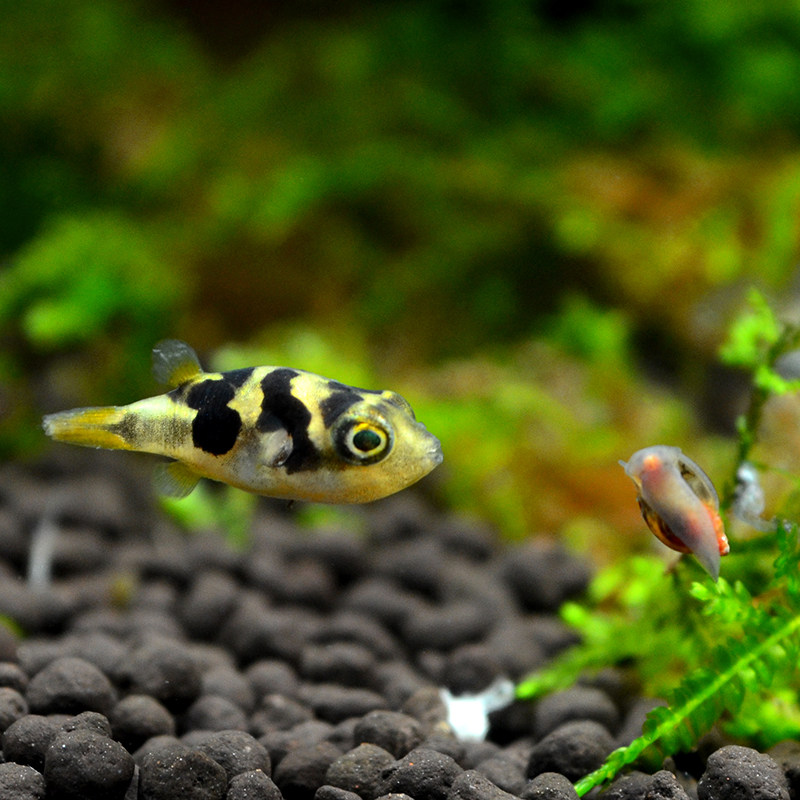 淡水小型观赏河豚活体金娃娃潜水艇斑马狗头生气鱼