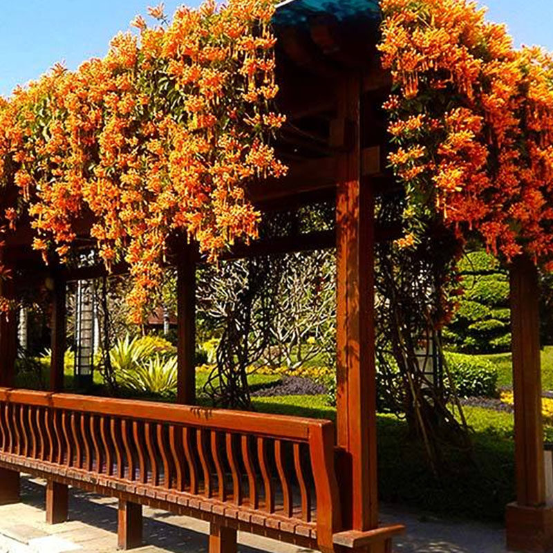 炮仗花苗棚架护栏爬藤植物庭院爬墙花卉长藤花卉