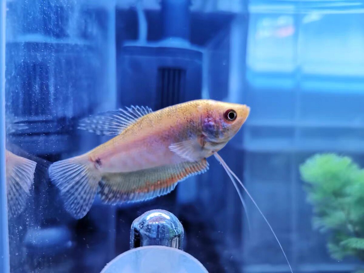 曼龙龙鱼活体观赏鱼小型淡水鱼宠物热带接吻鱼好养鱼