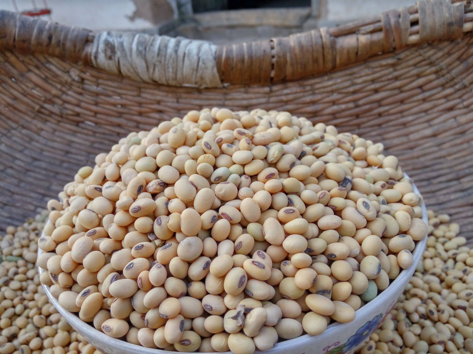 黄豆山区3斤小黄发芽小豆黄小豆转基因肾形自种黄豆