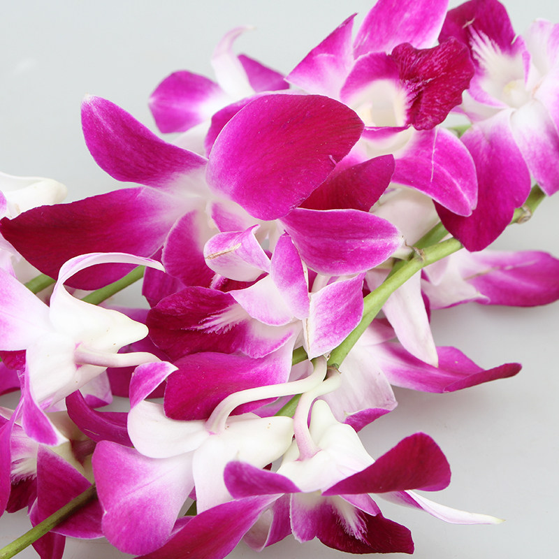 兰花西餐新鲜12枝杨兰花马兰花餐盘装饰香料点缀时令草本花卉