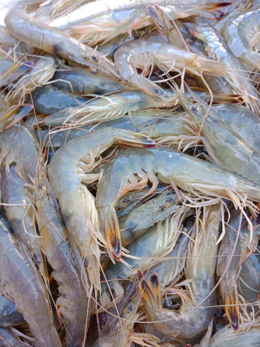 大连大虾鲜活包邮新鲜冷冻野生对虾冰鲜海虾活虾