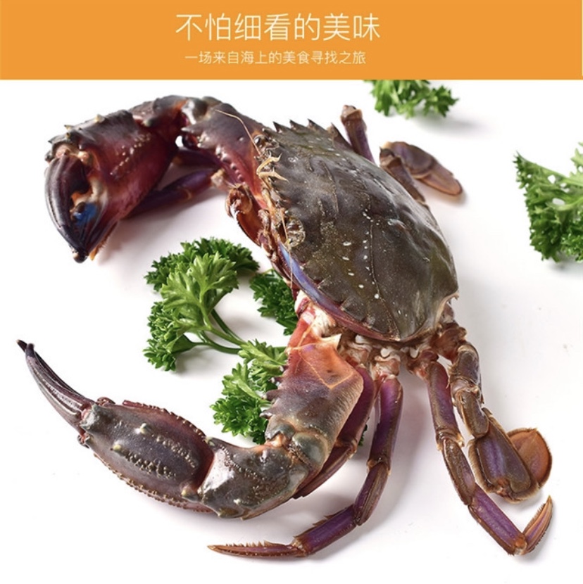 大连野生赤甲红大钳子海蟹石甲红海鲜鲜活庄河特产
