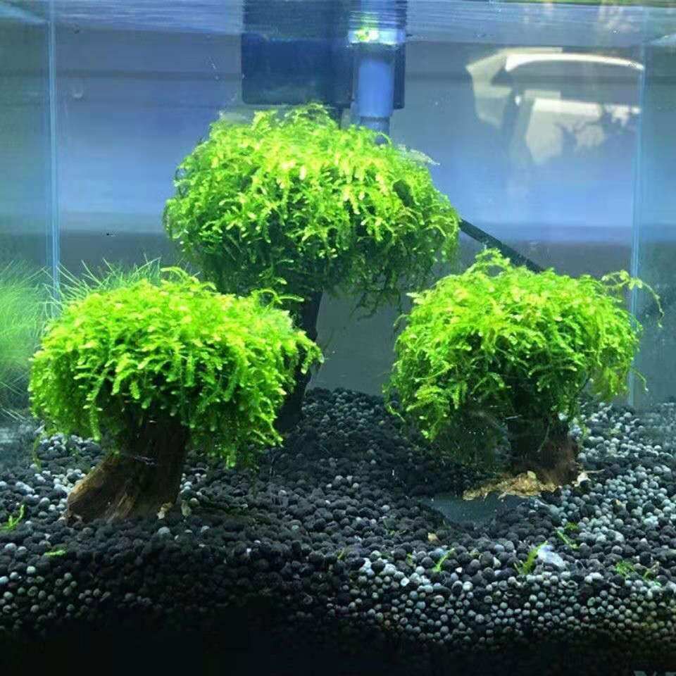 水草懒人莫斯树水新手鱼缸造景火山山石定植水草