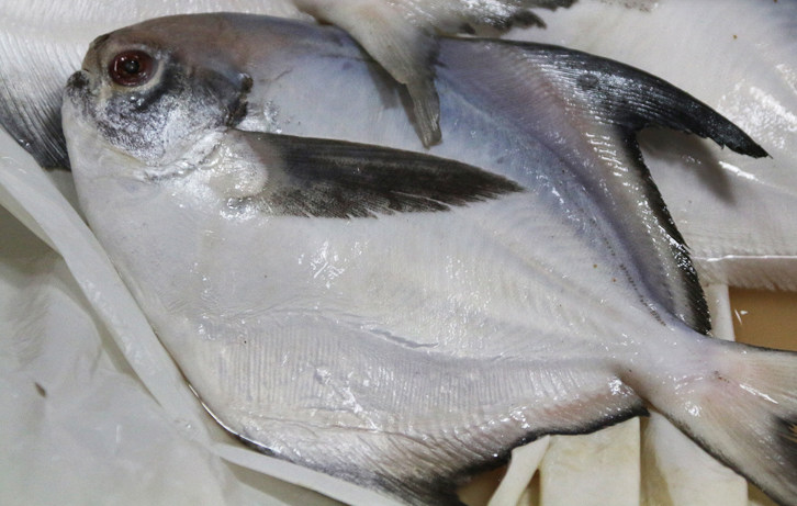 野生鲳鱼白鲳平鱼银鲳鱼山东威海海鲜鲜活水产满购顺丰包邮