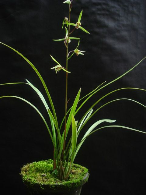 室内兰花盆栽花苗细叶寒兰浓香花卉办公办公室时令草本花卉