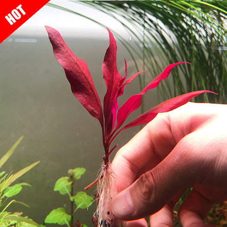 丹麦大红红叶红玫瑰玫瑰水晶稀有水草鱼缸造景水草
