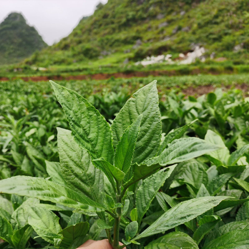 植物贵州纯植蓝靛染料原料草木染色民族特色蜡染印染