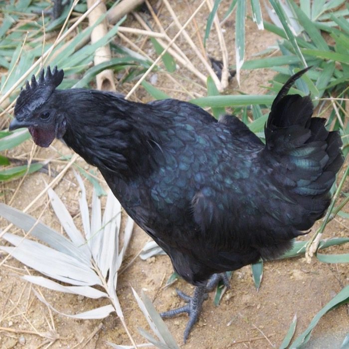 国梅佳三年以上白羽乌骨公鸡药引子散养现杀新鲜乌骨鸡可活体发货