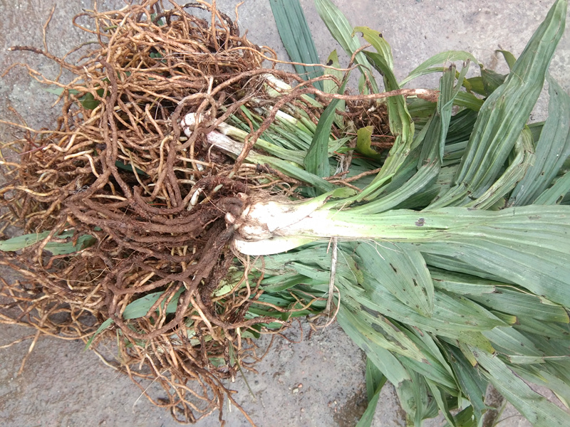 贵州新鲜草药连环中药材夜白芨肉连环珠串珠节虫其他药食同源食品