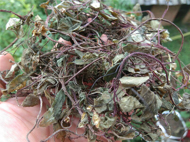 贵州野生风柜斗中药材风鼓草楮头红风谷草风骨干货其他药食同源食品