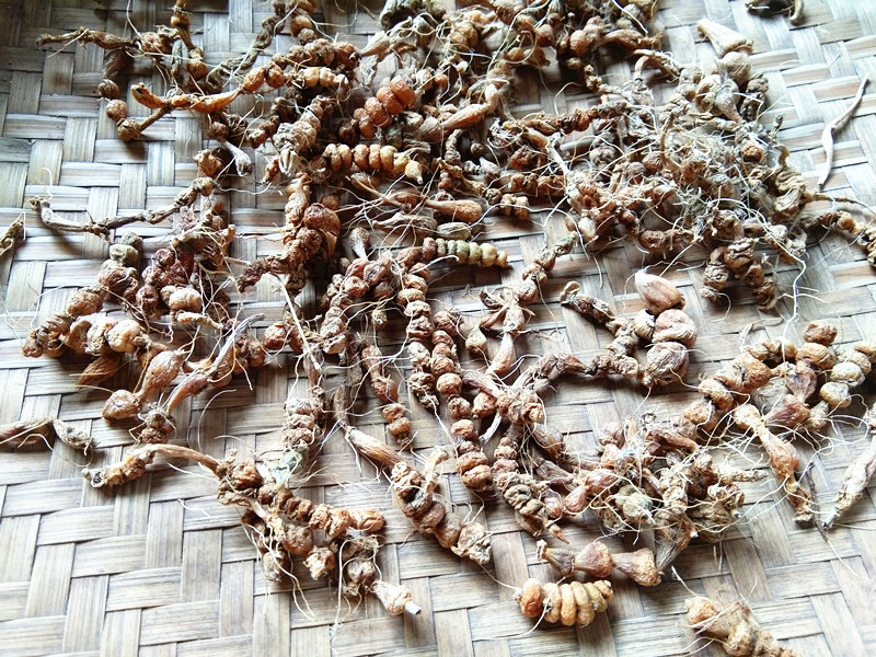 野生九籽连环干货贵州中草药材算盘盘子银珠其他药食同源食品