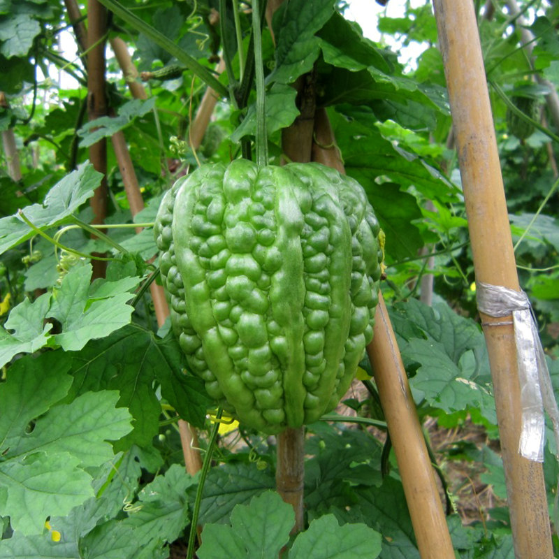 寿光蔬菜种子圆苦瓜种子油亮大顶苦瓜大棚农田阳台盆栽四季播包邮