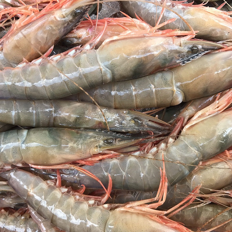 滑皮东海新鲜条虾壳虾条虾剑海鲜水产鲜活呛虾活虾