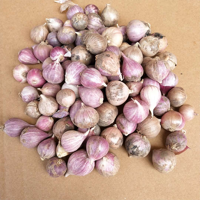 大蒜独头蒜头蒜紫珍珠云南红皮干蒜5斤紫蒜大蒜