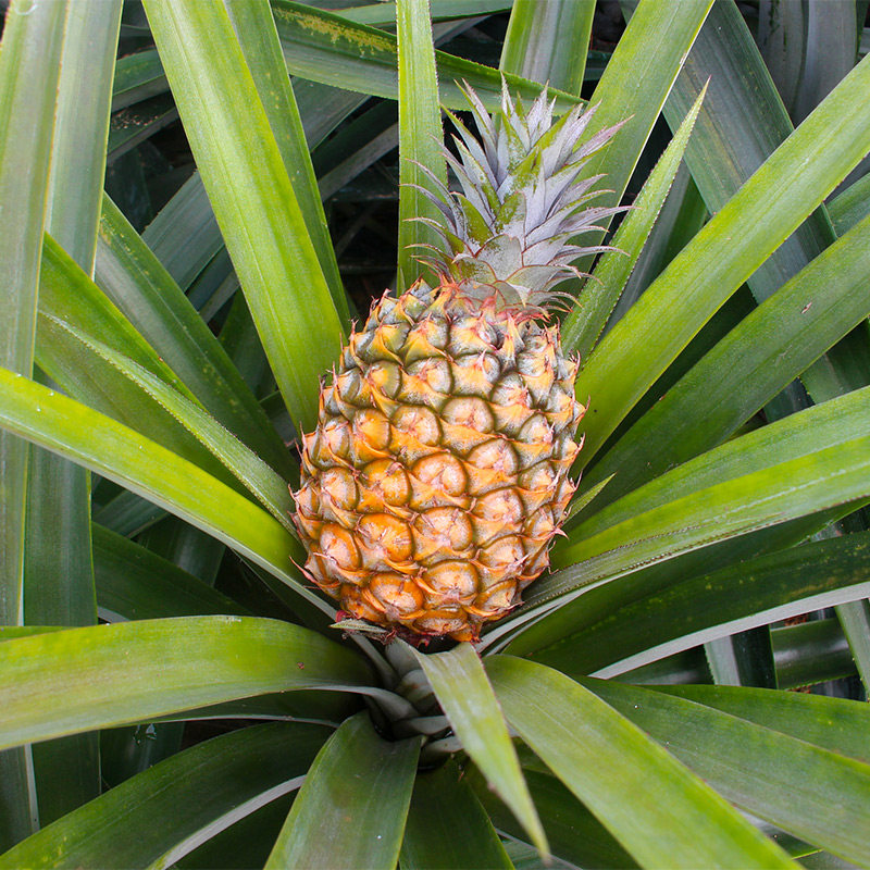 盒马海南金钻凤梨5斤当季新鲜