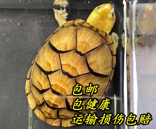 养殖场直销红面蛋龟观赏乌龟活体龟苗白唇蛋宠物龟