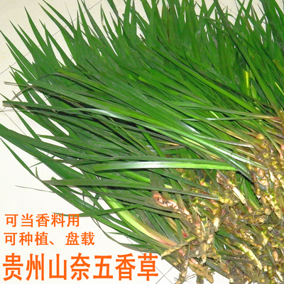 贵州新鲜五香草1000g三奈叶茴香菖蒲随手香卤料牛羊狗肉鱼香料