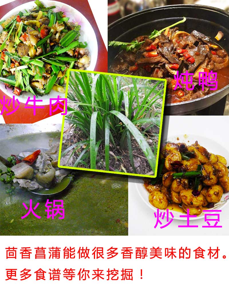 贵州茴香菖蒲5斤 五香草火锅卤料 去腥羊牛鸡鸭鱼肉香料草山三萘
