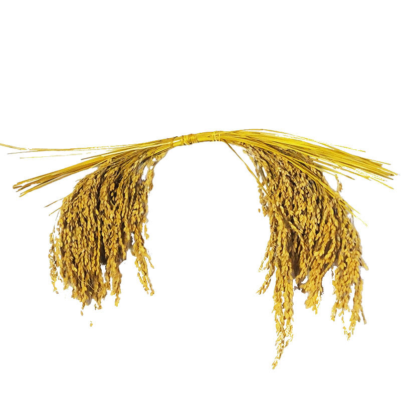 农家乐装饰糯米稻穗挂串农作物五谷杂粮饭店挂件农庄干花