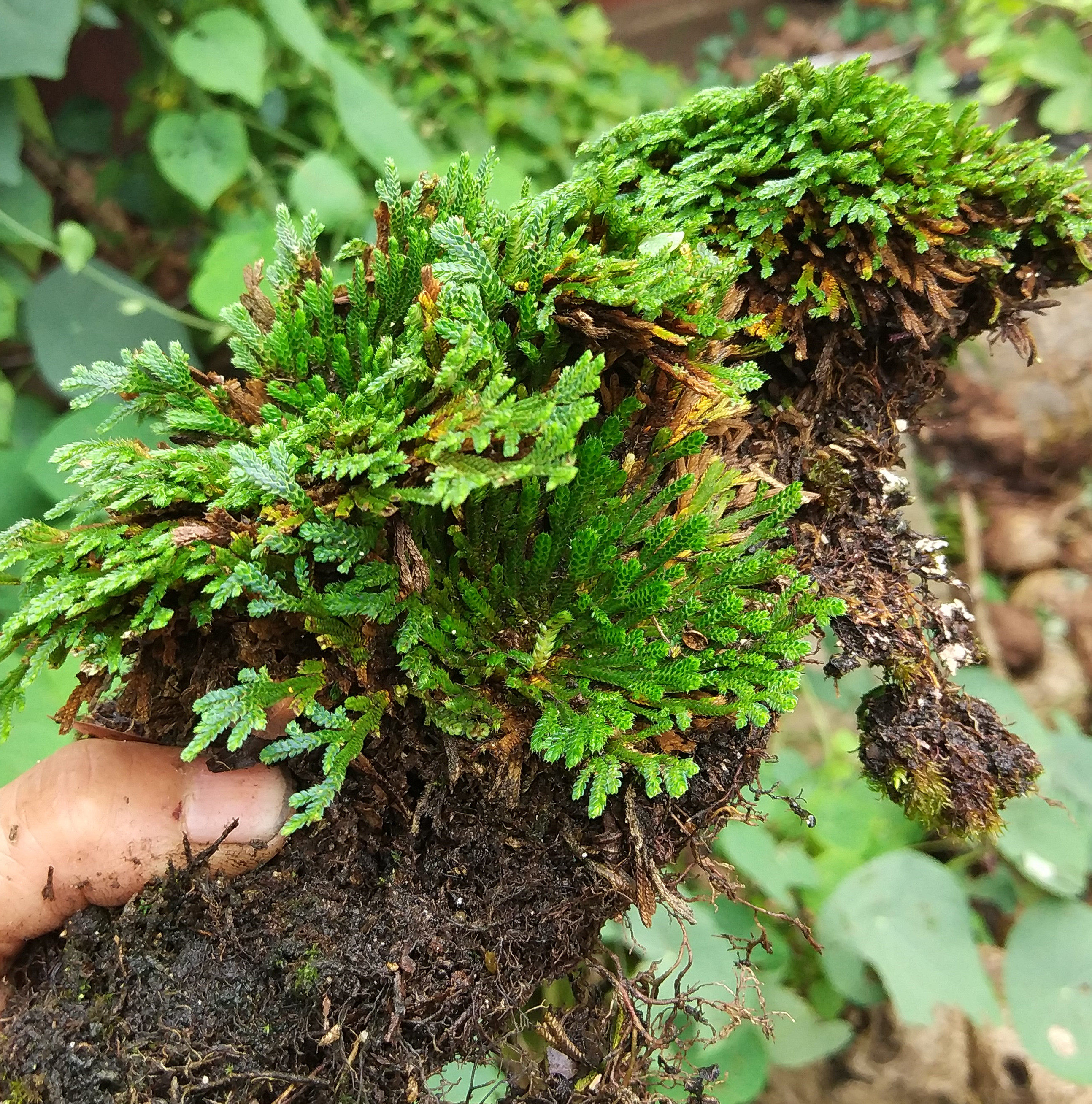 卷柏九死还魂山里石斛菖蒲桌面花卉绿植