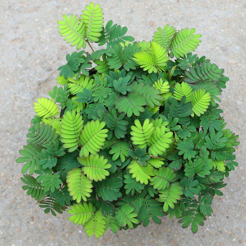 植物含羞草害羞盆栽室内花卉绿植办公宿舍桌面绿植