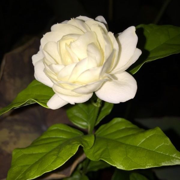 正宗三叶轮生虎头茉莉重瓣狮头茉莉阳台庭院盆栽芳香浓郁花期长
