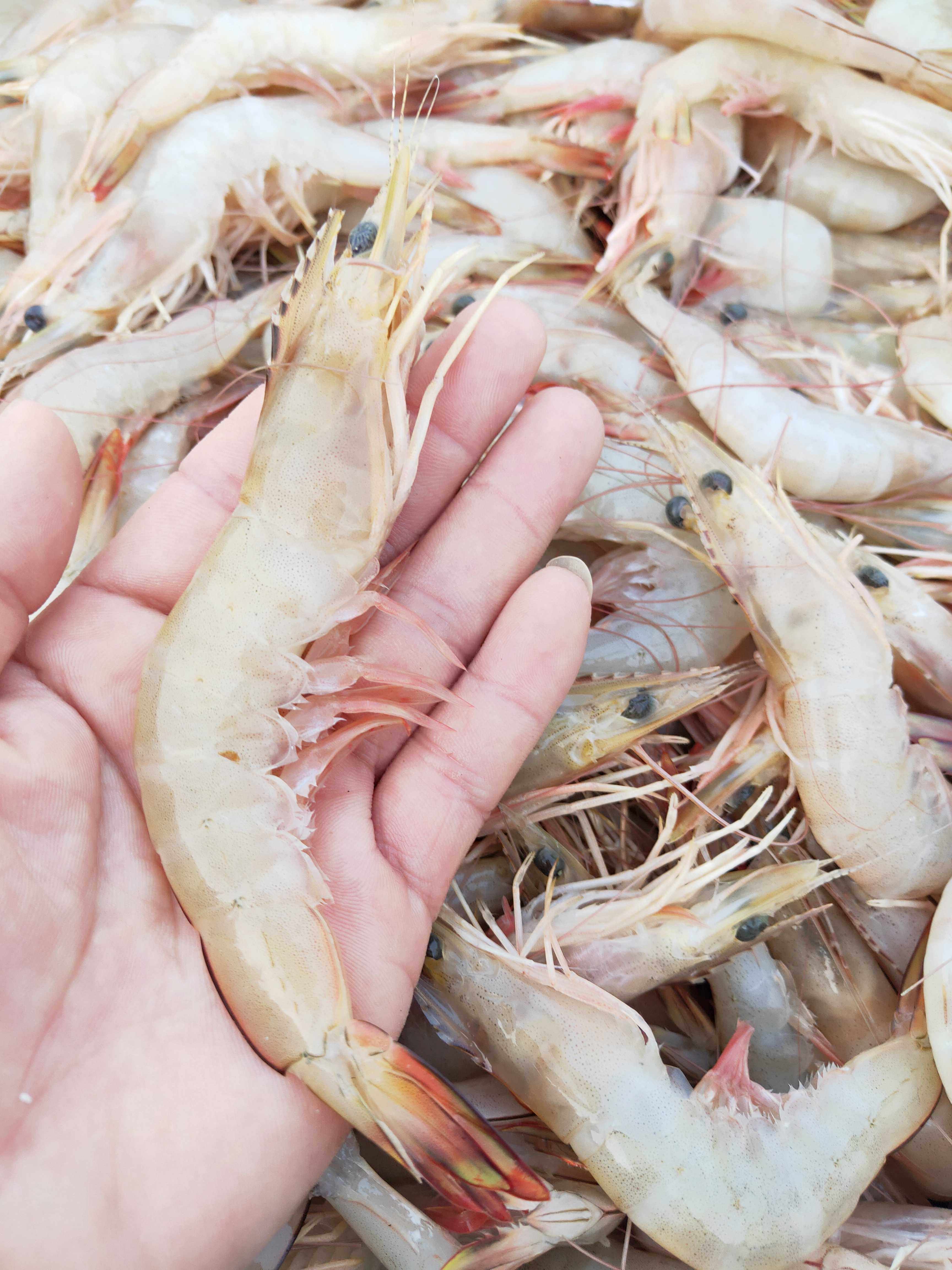 手工柴火鲜烤天然野生大明虾干烤虾海虾500g虾干