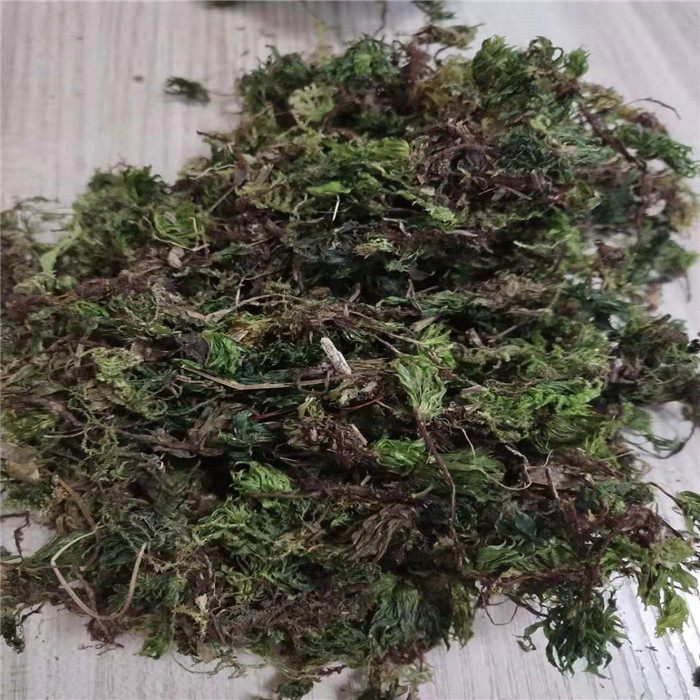 回心草中药材 250g包邮云南正品回芯草 大叶藓 茴薪草 新鲜晒干