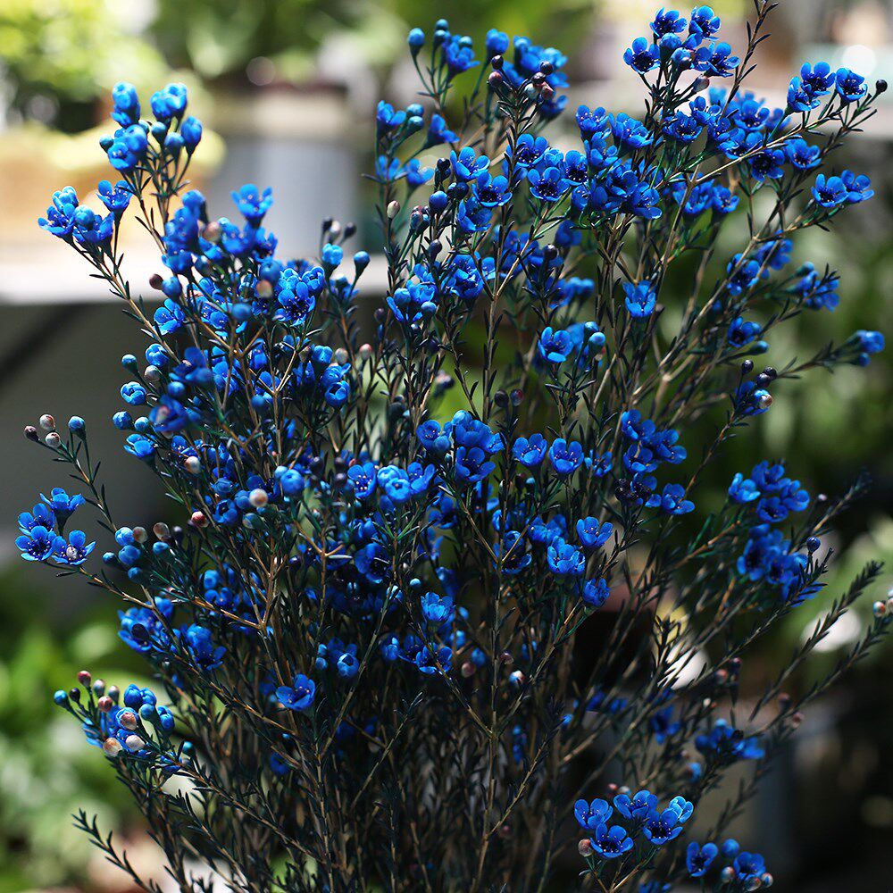 澳梅腊梅鲜花云南昆明直发同城速递婚庆混搭鲜花速递同城